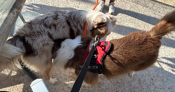 océane pet sitter à ST MANDRIER SUR MER 83430_2