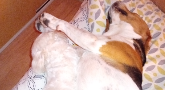 sandrine pet sitter à Soullans 85300_9