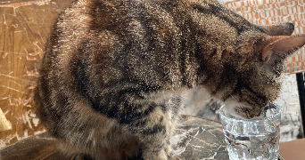 sam cat sitter à PARIS 11 75011_3