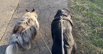 lili pet sitter à STE COLOMBE 69560_3
