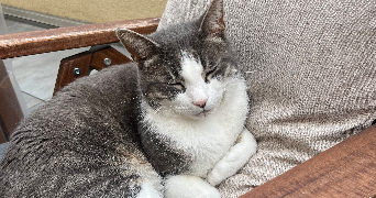 lucie pet sitter à HETTANGE GRANDE 57330_1