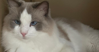 caroline  pet sitter à Chessy 77700_6