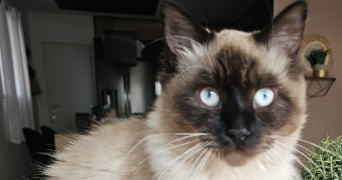 nathalie pet sitter à VAILHAUQUES 34570_1