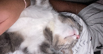 jessy pet sitter à EPAGNY METZ TESSY 74330_2