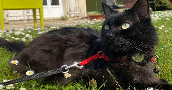 matthias pet sitter à VILLENEUVE D ASCQ 59650_3