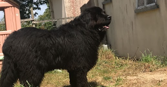christel pet sitter à NANTES 44300_2