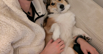 pierre pet sitter à BAYEUX 14400_0