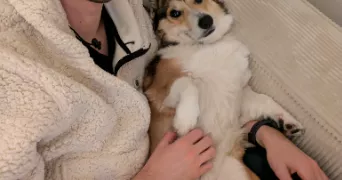 pierre pet sitter à BAYEUX 14400