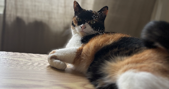 pauline pet sitter à REIMS 51100_4