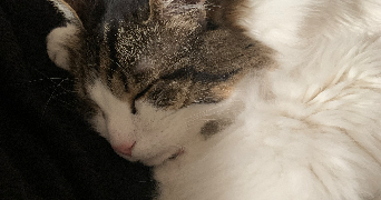 typhaine pet sitter à LANDIVISIAU 29400_1
