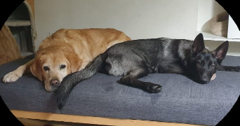 sarah pet sitter à LE PLESSIS TREVISE 94420_3