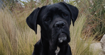 audrey pet sitter à MONTFRIN 30490_4