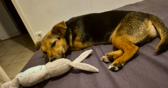 héloïse pet sitter à Pessac 33600_2