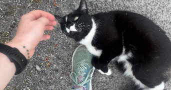 elyn pet sitter à ST JEOIRE 74490_3