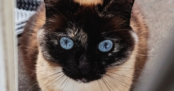 manon pet sitter à GUJAN MESTRAS 33470_4