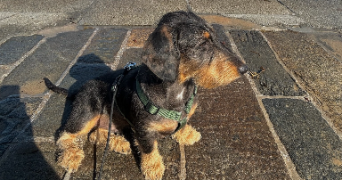 lou pet sitter à RENNES 35000_5