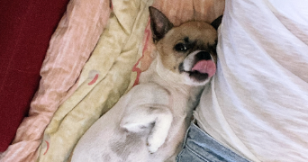 natascha pet sitter à BEAUSOLEIL 06240_3