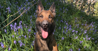 charlotte pet sitter à LA FERTE SOUS JOUARRE 77260_3