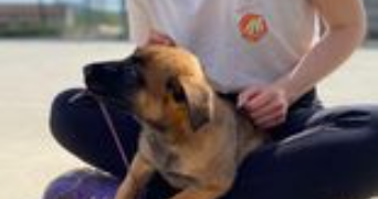 marie pet sitter à LILLE 59800_2