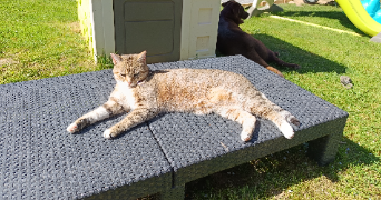 melanie pet sitter à VANDEINS 01660_2