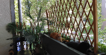 rachel pet sitter à FONTENAY SOUS BOIS 94120_4