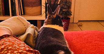 tiphaine pet sitter à SCHEIBENHARD 67630_5
