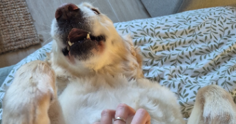 cindy pet sitter à Échouboulains 77830_2