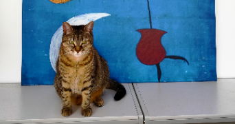 tom pet sitter à LYON 03 69003_1