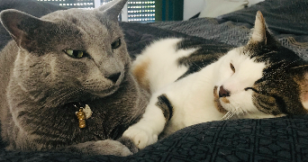 lucie pet sitter à CLAMART 92140_3