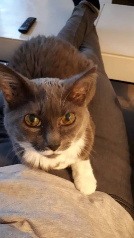 mélanie pet sitter à Tremblay-en-France 93290_0