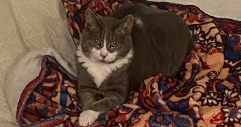camille pet sitter à MONTPELLIER 34000_2