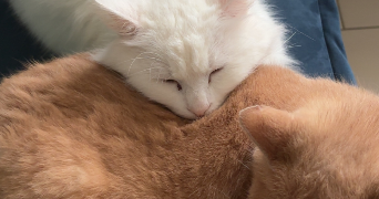 gaetan pet sitter à AVION 62210_3