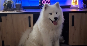 maeva pet sitter à HAUVILLE 27350_2