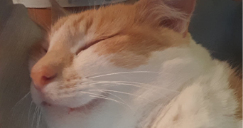 magali pet sitter à ST LEGER DU BOURG DENIS 76160_1