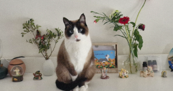 julien pet sitter à VAL D ANAST 35330_2