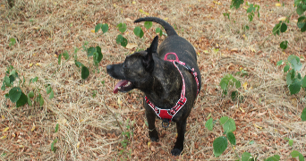 eijiro pet sitter à LYON 01 69001_2