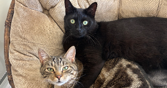 aurea pet sitter à RAMBURES 80140_2