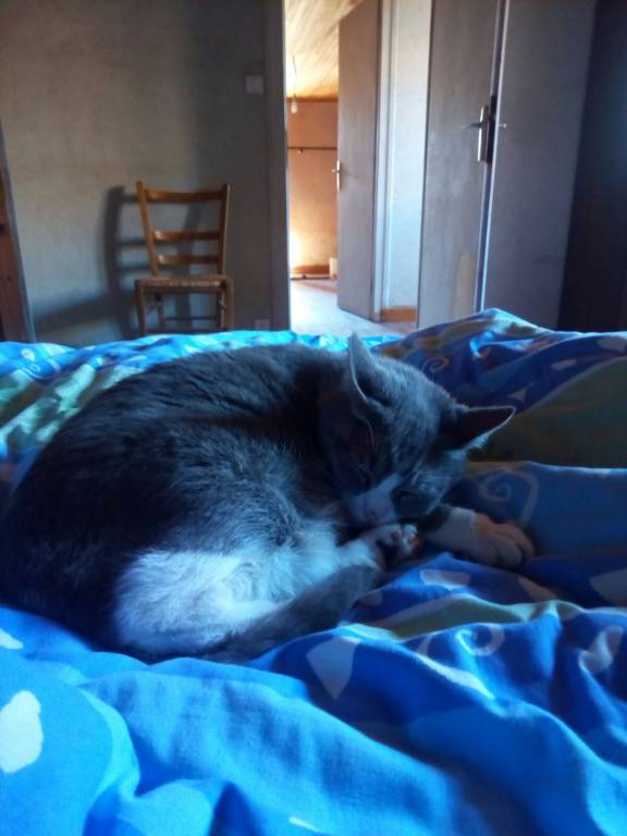 elsa pet sitter à Chevreuse 78460_0