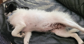 fleur pet sitter à LYON 01 69001_5