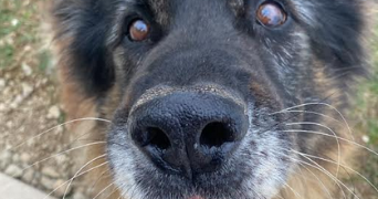 alexia pet sitter à POITIERS 86000_1