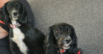 syrine pet sitter à GRENOBLE 38000_6