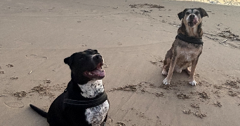 viktoria pet sitter à ROYAN 17200_1