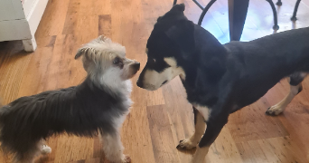 sandrine dog sitter à MENSIGNAC 24350_6