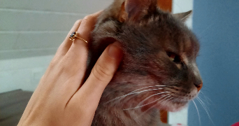 emma pet sitter à RENNES 35000_3