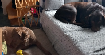 evan pet sitter à INZINZAC LOCHRIST 56650_3