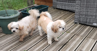 laure pet sitter à PLAISANCE DU TOUCH 31830_7