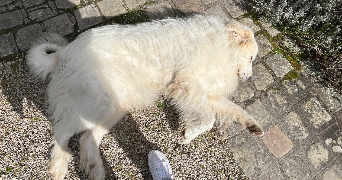 jean-baptiste pet sitter à BESSANCOURT 95550_5