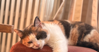 margot pet sitter à LILLE 59000_5