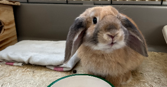 juliette pet sitter à SAUMUR 49400_8