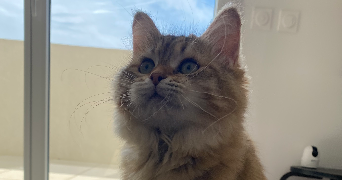 lexane pet sitter à JACOU 34830_2